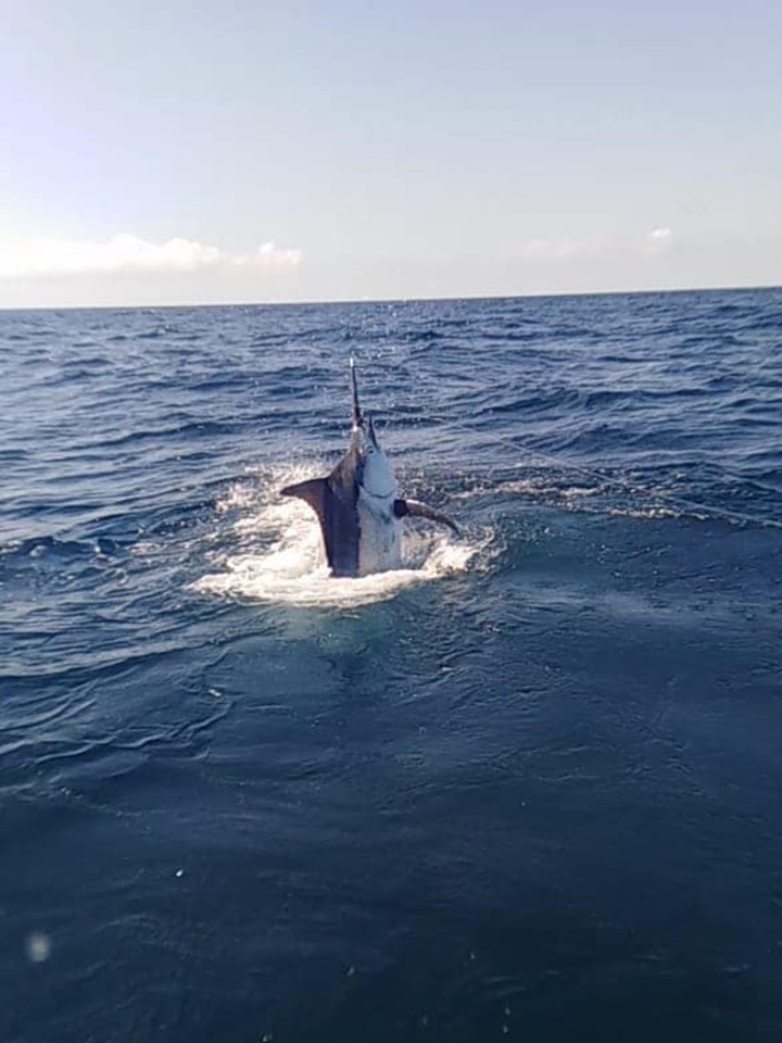 Marlin Costa Rica