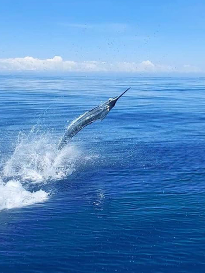 Marlin Jumping