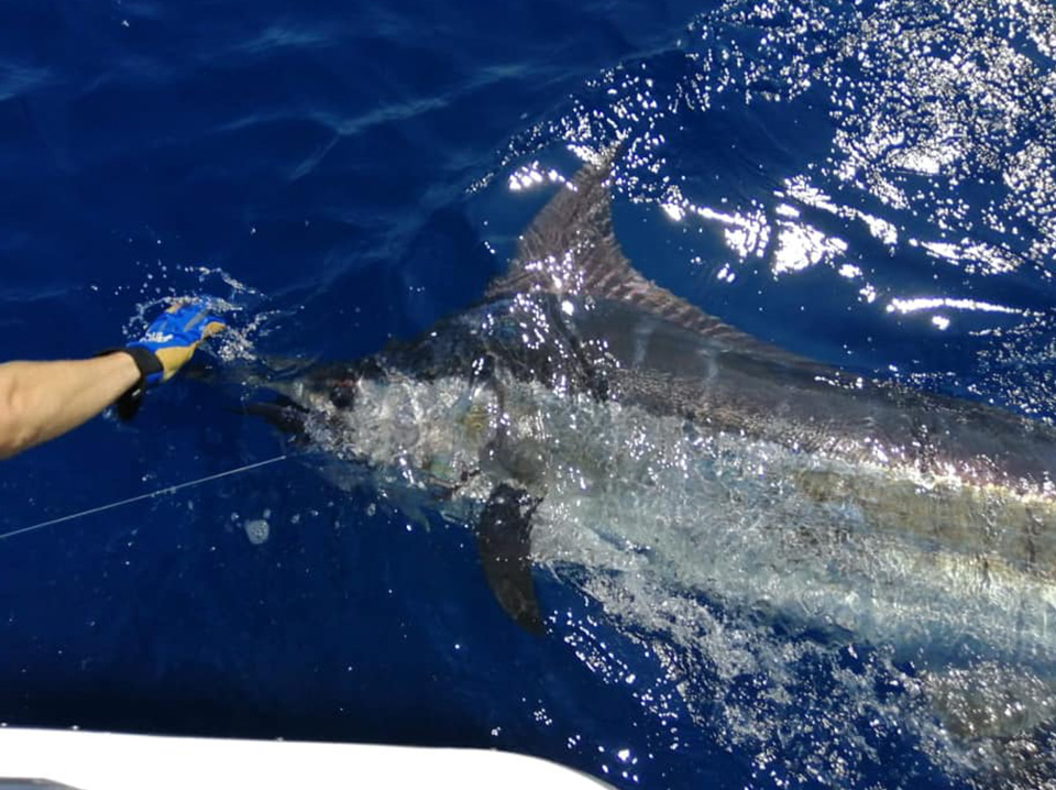 MarlinSportFishing