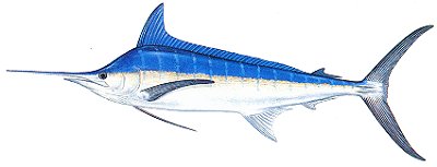 Blue Marlin