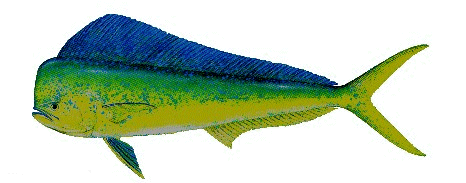 dolphin