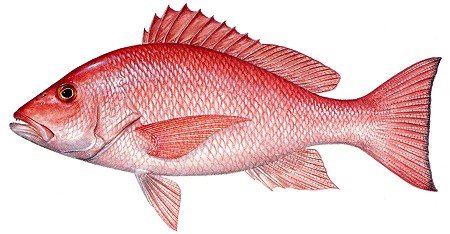 redsnap