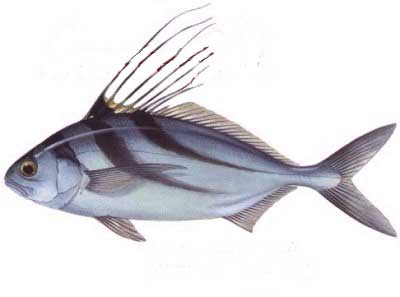roosterfish