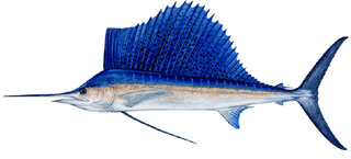 Sailfish