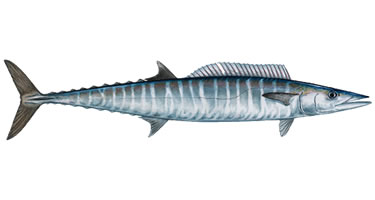 wahoo