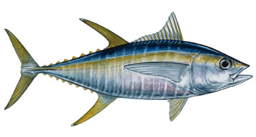 yellowfin_tuna