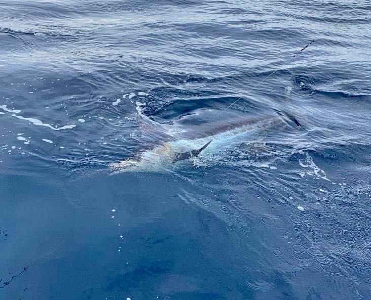 Marlin fishing offshore Jaco Costa Rica